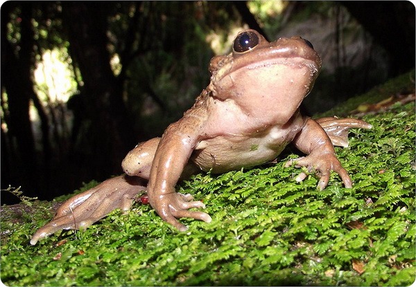 Лягушка Буллока (лат.Telmatobufo bullocki)