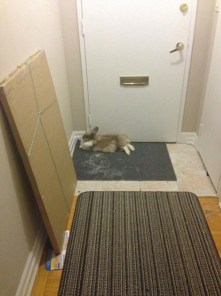 Домашние питомцы ждут хозяев с работы Домашние питомцы ждут хозяев с работы животные, ожидание, хозяин