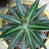 Агава Функа - Agave funkiana