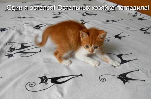 Этих животных застали врасплох (40 фото) картинки Этих животных застали врасплох (40 фото) картинки