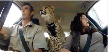 Большие кошки кошачьими делами, смешные тигры львы, анимация большие кошки, анимация тигры львы