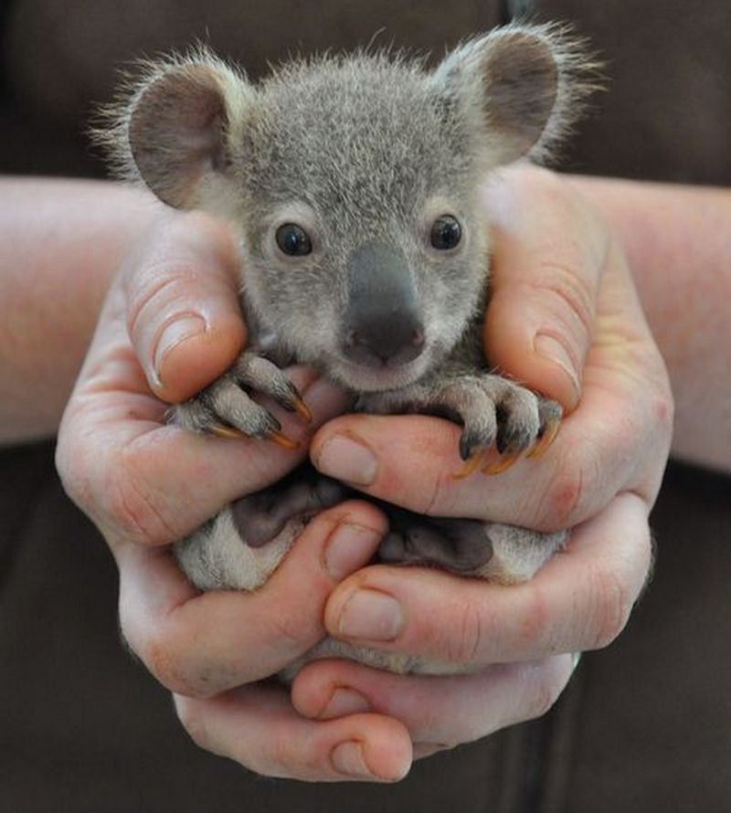 animalbaby32