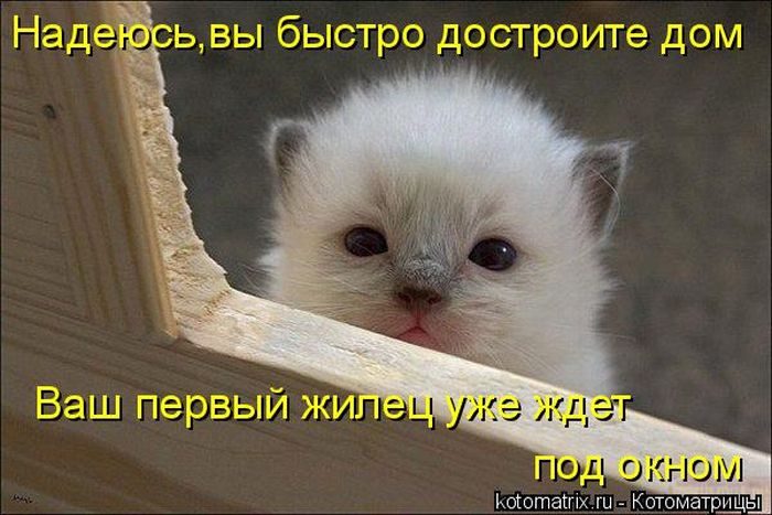 Лучшие котоматрицы недели