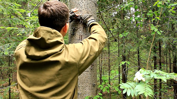 Фото с видео канала YouTube "Лесные" {1:11} Лесной бензин | Стекло и огонь - Best Natural Fire Starter | Bushcraft Tips. Данное фото доработано для лучшей подачи - студией "Arhan L.S.X." .