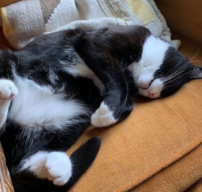 Спящий кот Кот спит