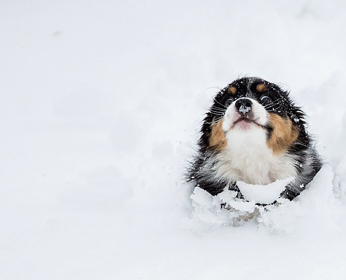 Животные, которые видят снег впервые в жизни. Эти волшебные фото подарят тебе зимнее настроение!  животные, снег