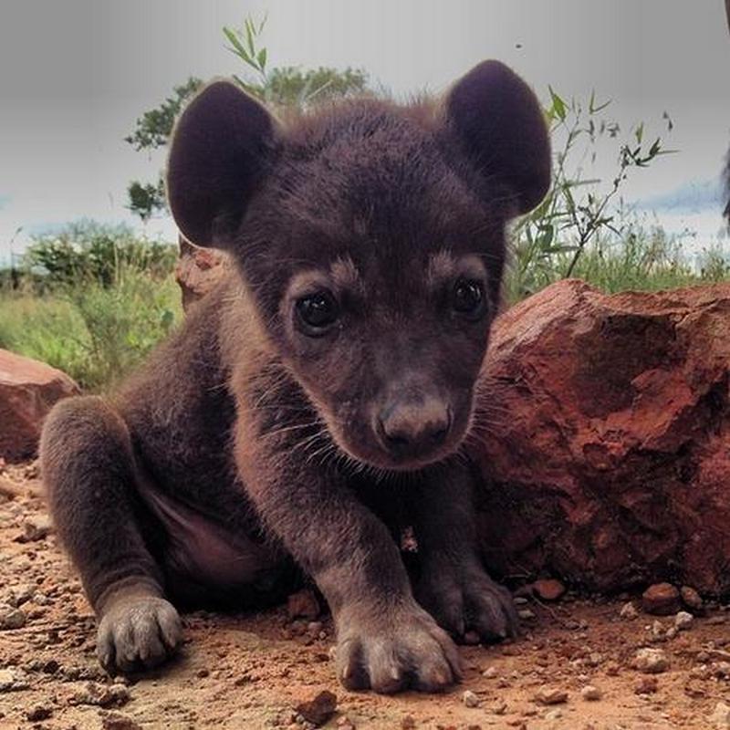animalbaby12