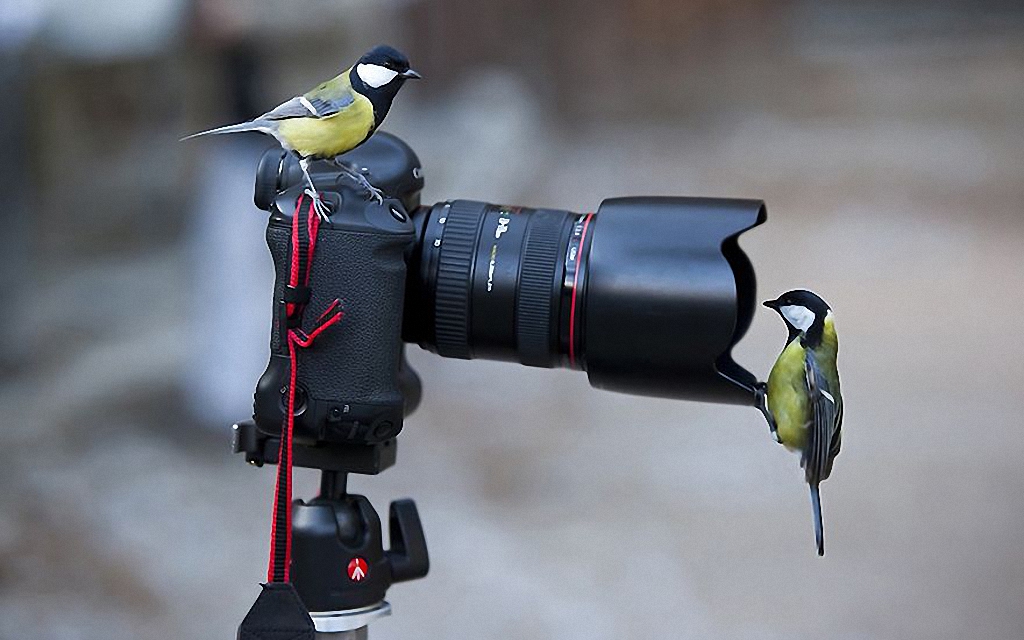 Звери, которые тоже любят фотографировать-11