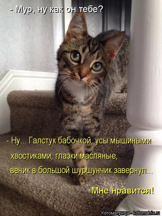 Лучшие котоматрицы недели