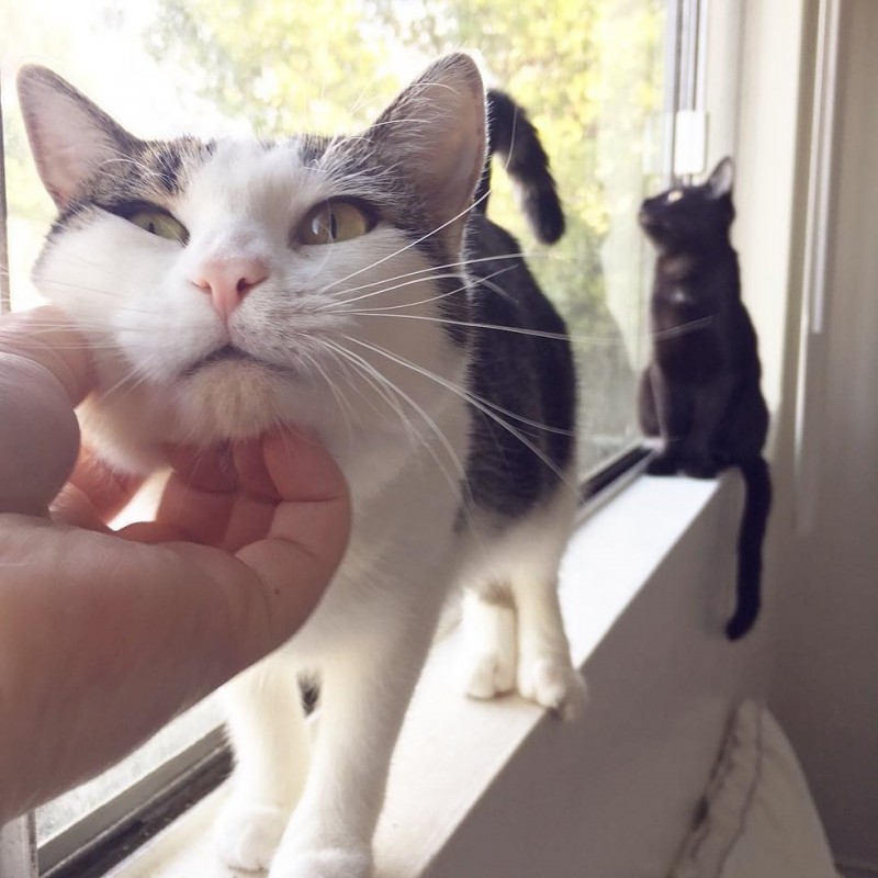 Наша кошка подобрала брошенных котят и принесла домой, а потом… Наша кошка подобрала брошенных котят и принесла домой, а потом…