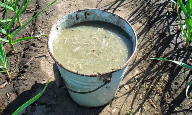 Боярская Усадьба - Отель, из которого не хочется уезжать Барбарис: посадка и уход, размножение и обрезка осенью, весной