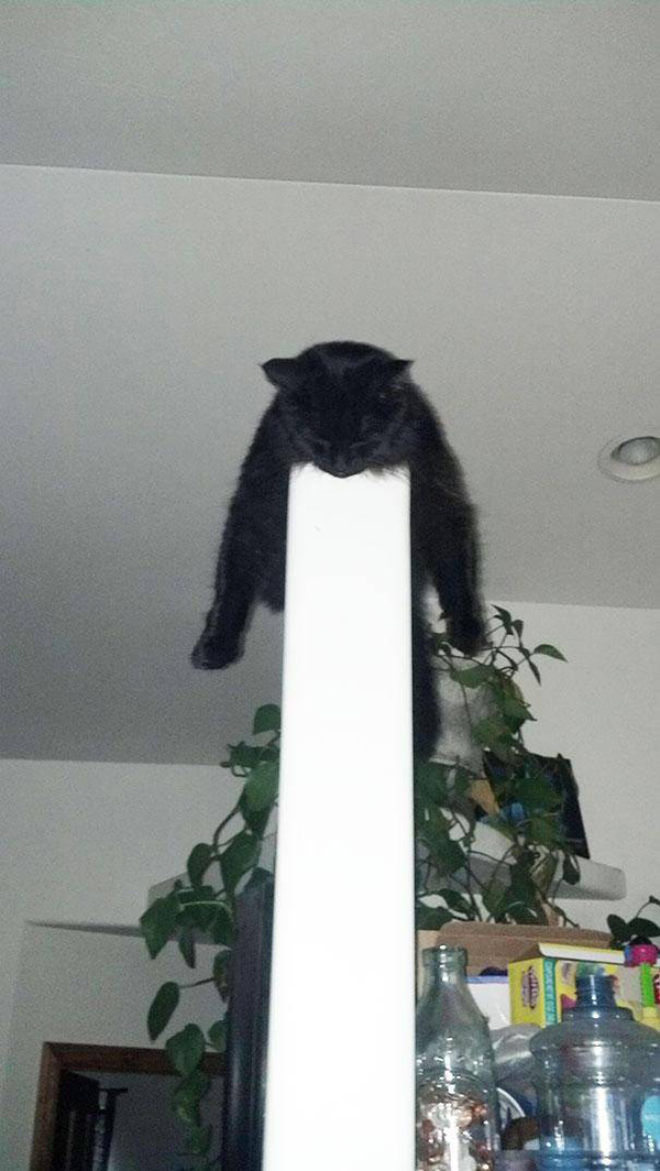 15 фотографий котов, которым всё равно, где спать