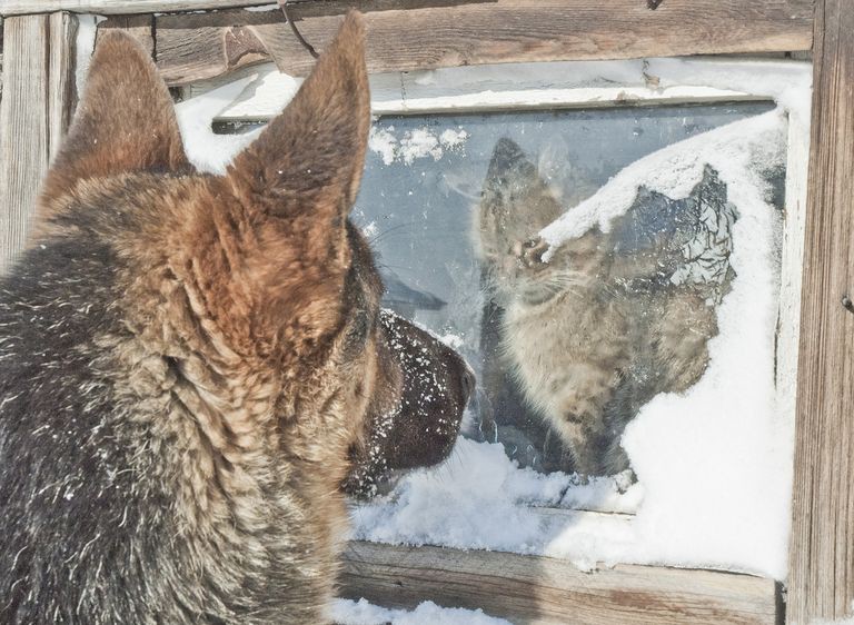 Кошки - самые лучшие друзья собак кошки, собаки