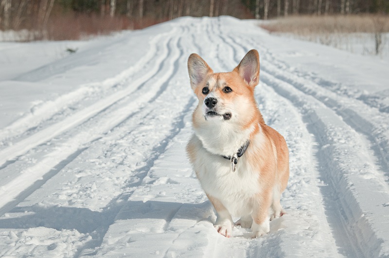 ������ ����� �����-�����. ����