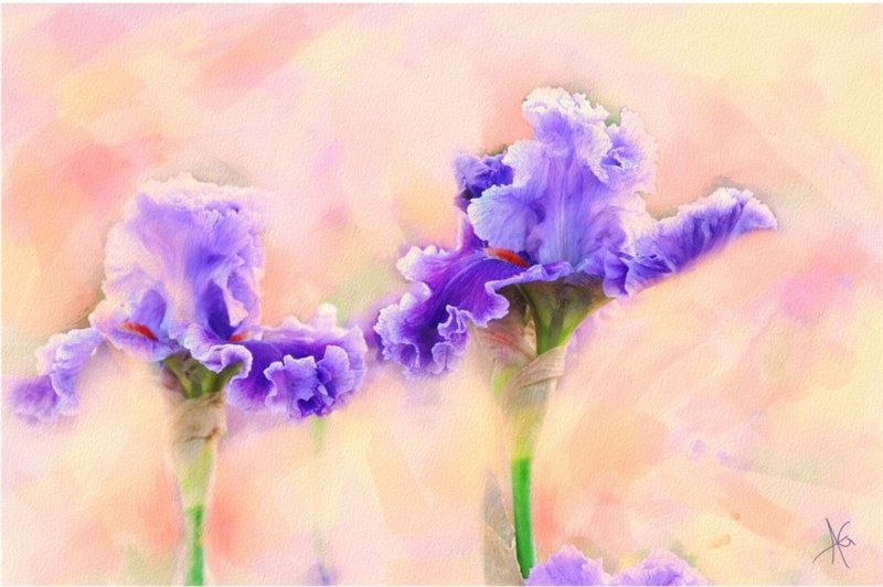 Красивые цветы Alberto Guillen