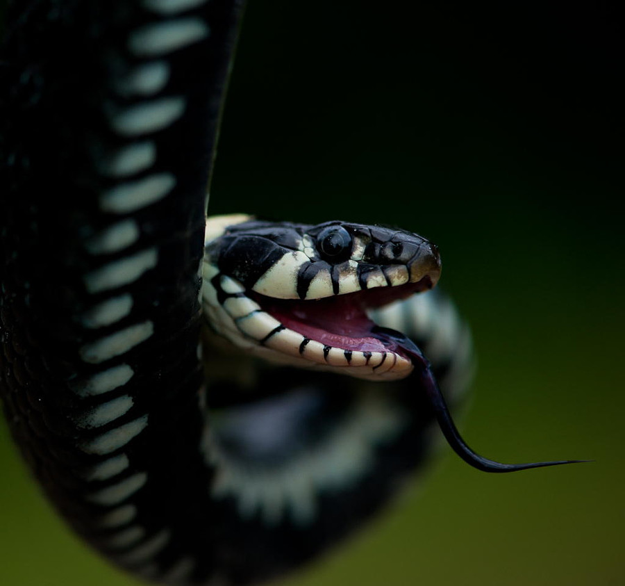 Пугающие и потрясающие фотографии змей животные, змеи, фото