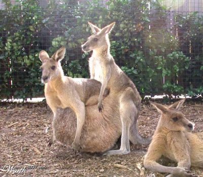 104896591-4 (400x348, 45Kb)