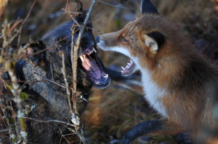 Sniffer fox and Tinni, дружба между лисой и собакой