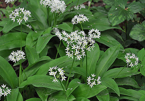Лук (Allium) Лук (Allium)