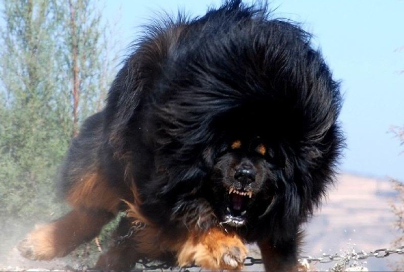 Одна из самых необычных пород собак — Тибетский мастиф.