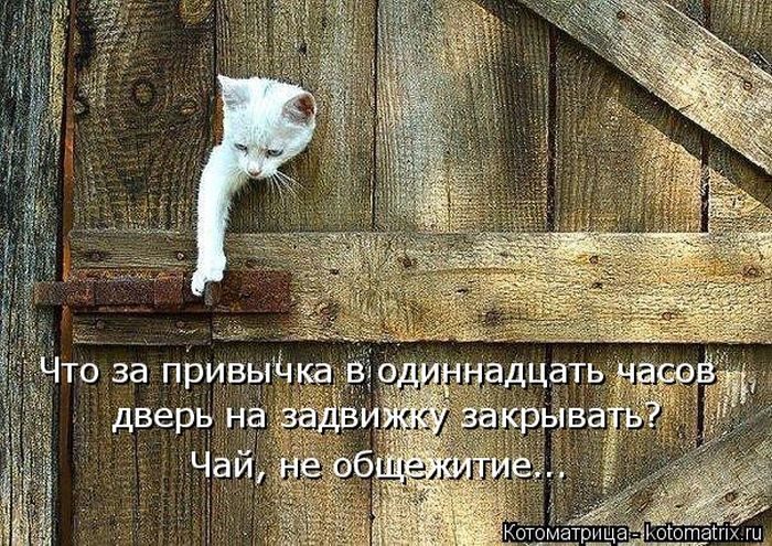 Лучшие котоматрицы недели