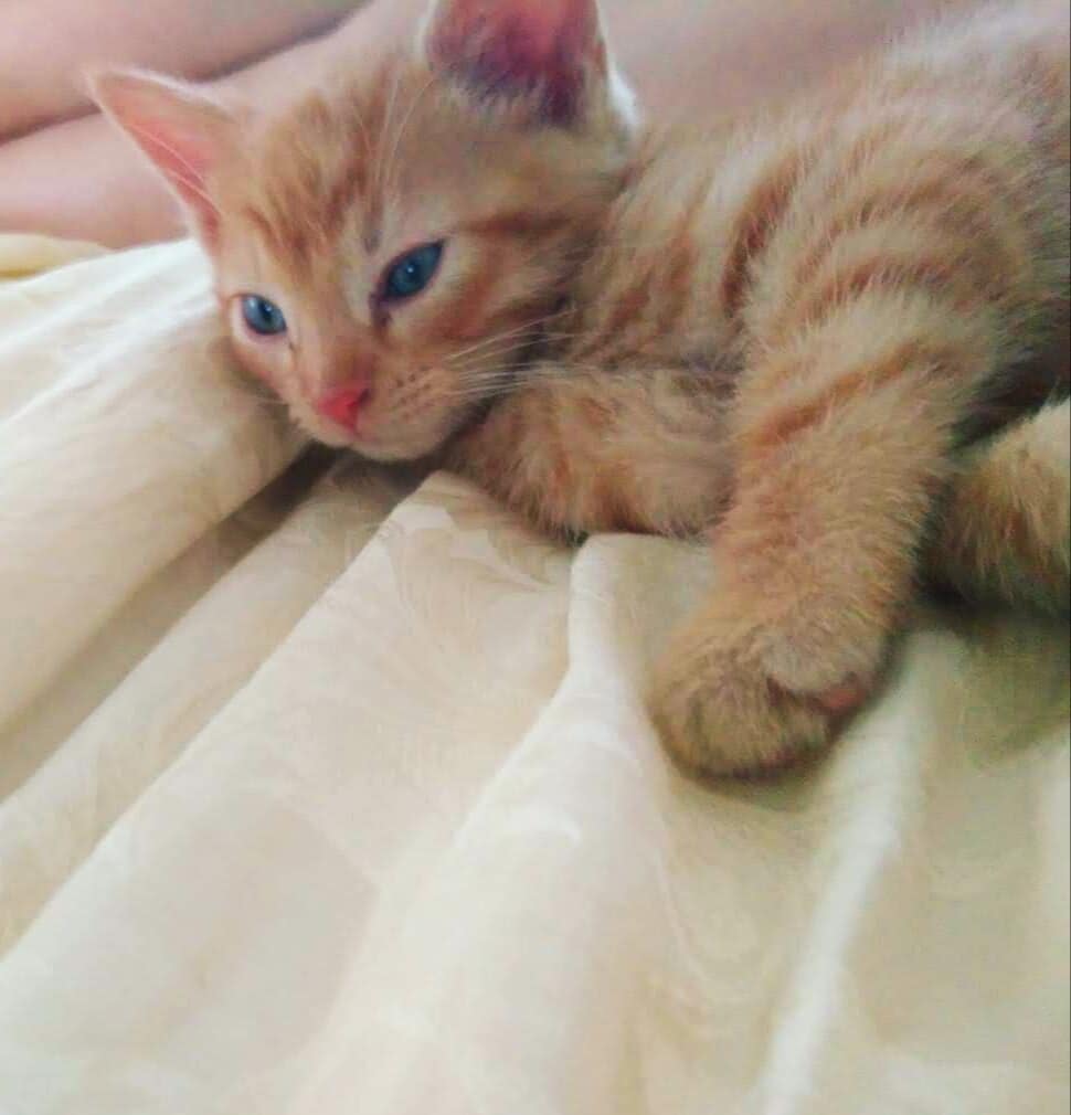 помощь котятам рыжий котенок