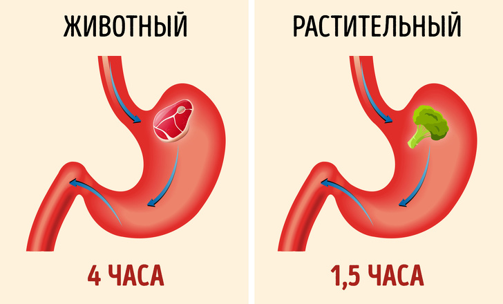 Ученые наконец выяснили, что не так со всеми белковыми диетами