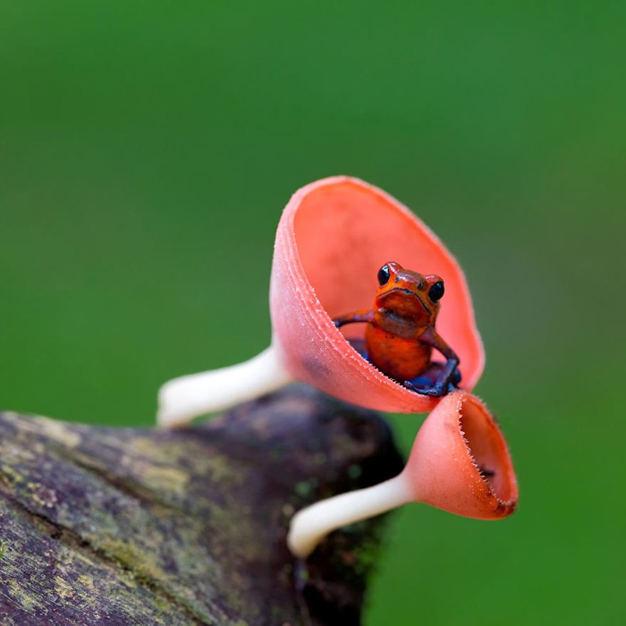 Удивительные лягушки в природе: Маленький древолаз.