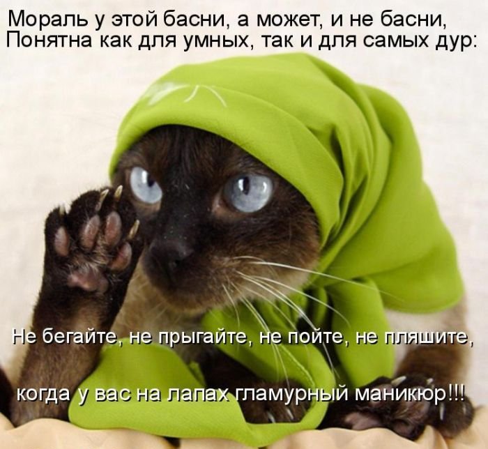 Котоматрица. Часть 2. (45 фото)