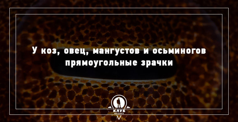 15 удивительных фактов о животных животные, факты