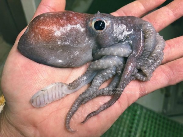 Чудища морских глубин Чудища морских глубин