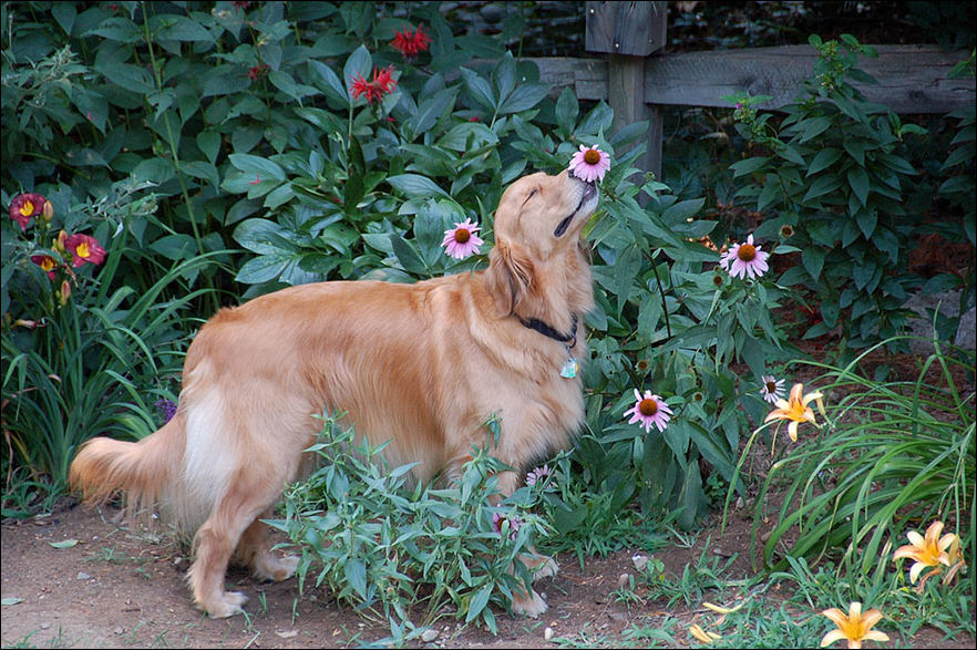 Животные тоже любят цветы (25 фото)