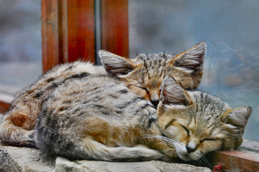Песчаные кошки: И взрослые, и малыши выглядят как котята