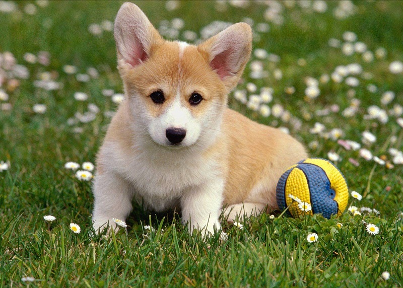 ������ ����� �����-�����. ����