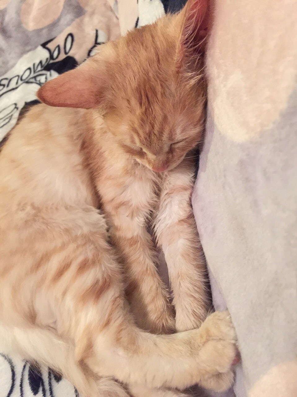 котенка приютили рыжий кот спит