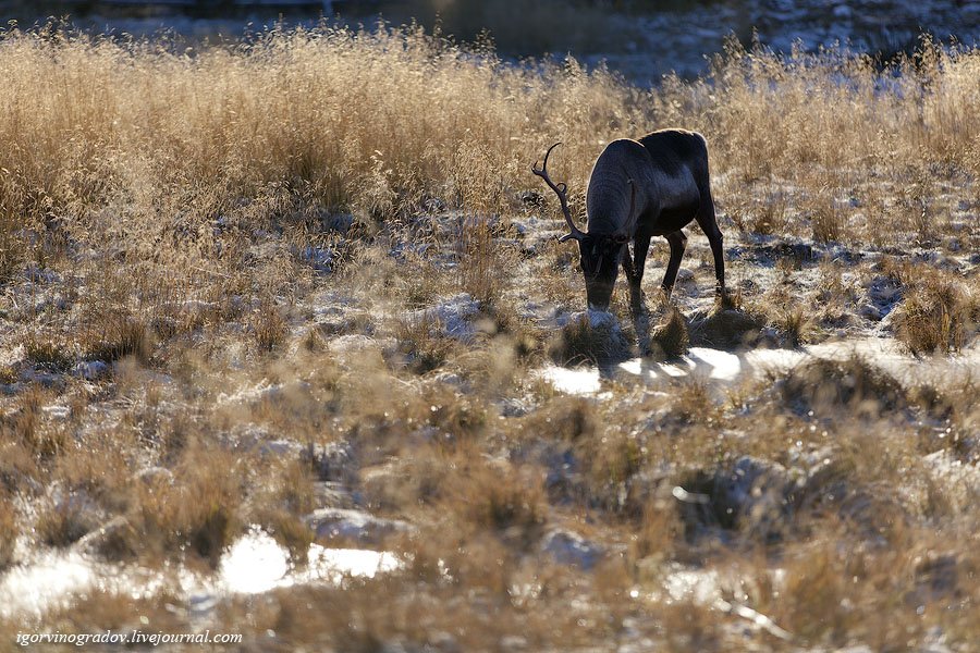 В гостях у северных оленей и сибирских хаски