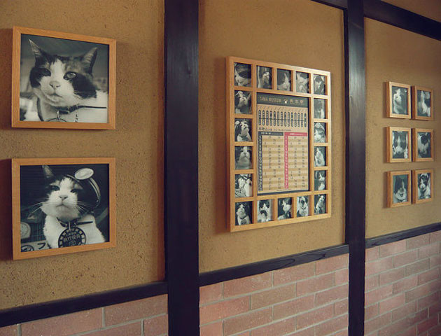 Знакомьтесь, кошка Тама! кошки, факты, япония