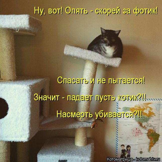 Лучшие котоматрицы недели