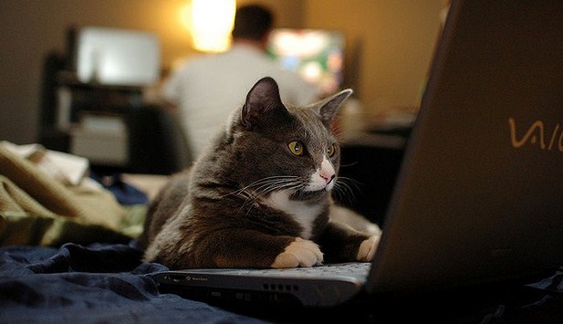 котик за ноутбуком