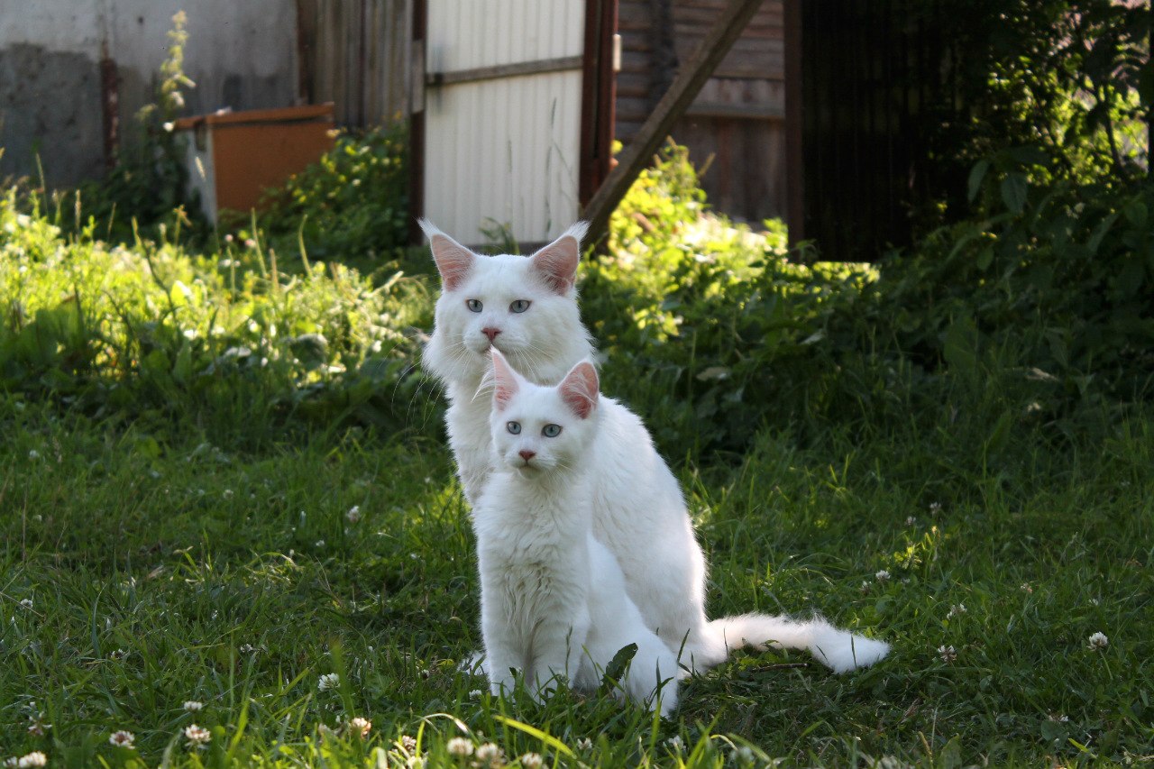 В доме, где есть кошка, других украшений не нужно: смешная котоподборка