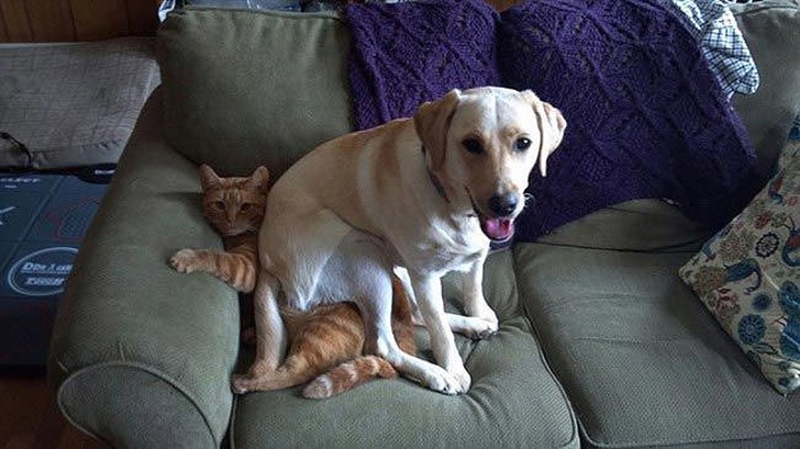 30 неприхотливых собак, которые будут сидеть везде, где им вздумается comfydogs21 30 неприхотливых собак, которые будут сидеть везде, где им вздумается