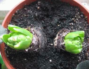 ������� ��������� � 8 ����� � �������� ��������