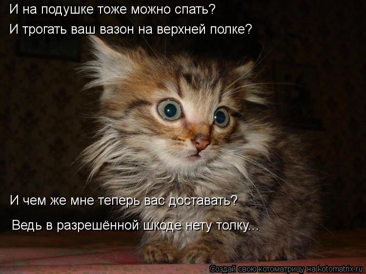 Пятничная котоматрица! Пятничная котоматрица!