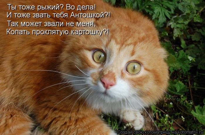 ����������� (49 ����)