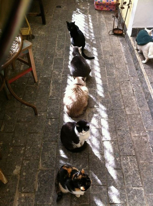 Спящие кошки