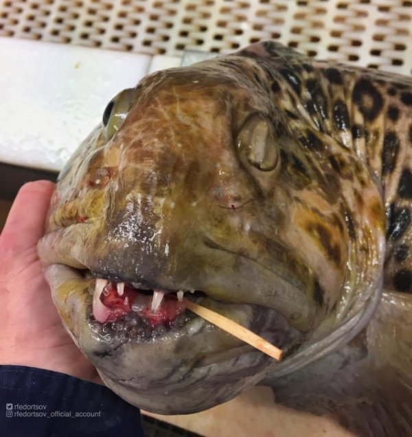 Чудища морских глубин Чудища морских глубин