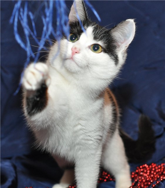 3045391_image_2_1_ (562x640, 66Kb)