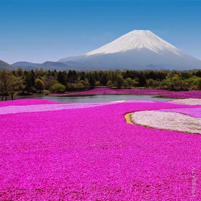 Туннели из цветущей глицинии в Японии - не менее прекрасны, чем сакура