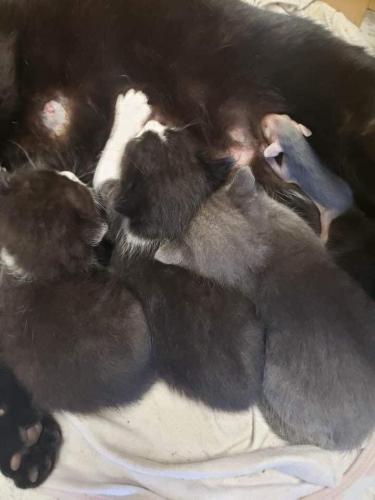 Кошка стала приемной мамой для одного необычного малыша