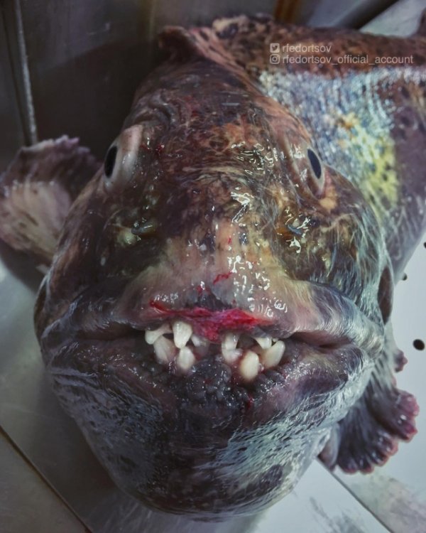 Чудища морских глубин Чудища морских глубин